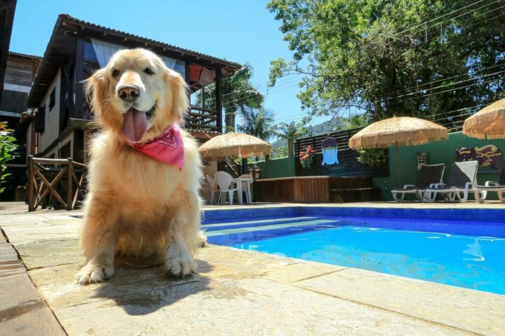 Cachorro em frente a piscina na Pousada Pura Vida Maresias. Ao fundo estão algumas espreguiçadeiras, um ofurô e guarda-sóis.